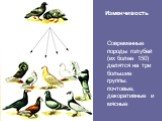 Современные породы голубей (их более 150) делятся на три большие группы: почтовые, декоративные и мясные. Изменчивость