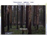 Экологическая проблема лесов Подольского района. Лес мертв