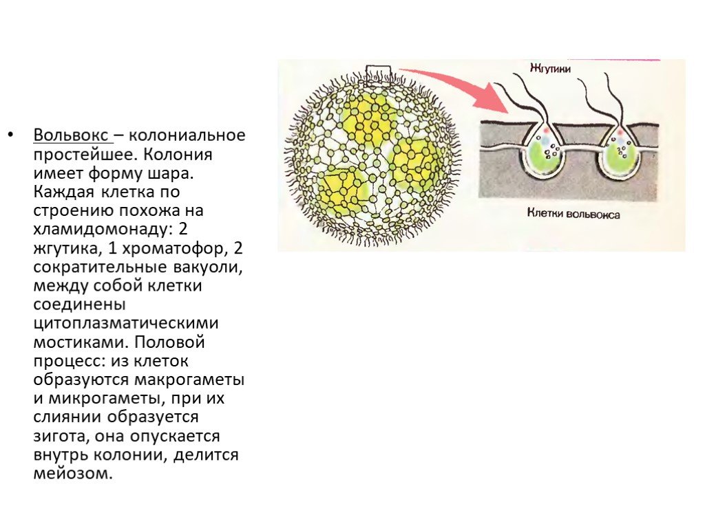 Организм имеющий колониальное строение. Колониальные водоросли вольвокс. Колониальные водоросли вольвокс строение. Вольвокс клеточная стенка. Размножение и жизненный цикл вольвокса.