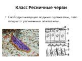 Класс Ресничные черви. Свободноживущие водные организмы, тело покрыто ресничным эпителием.