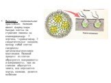 Вольвокс – колониальное простейшее. Колония имеет форму шара. Каждая клетка по строению похожа на хламидомонаду: 2 жгутика, 1 хроматофор, 2 сократительные вакуоли, между собой клетки соединены цитоплазматическими мостиками. Половой процесс: из клеток образуются макрогаметы и микрогаметы, при их слия