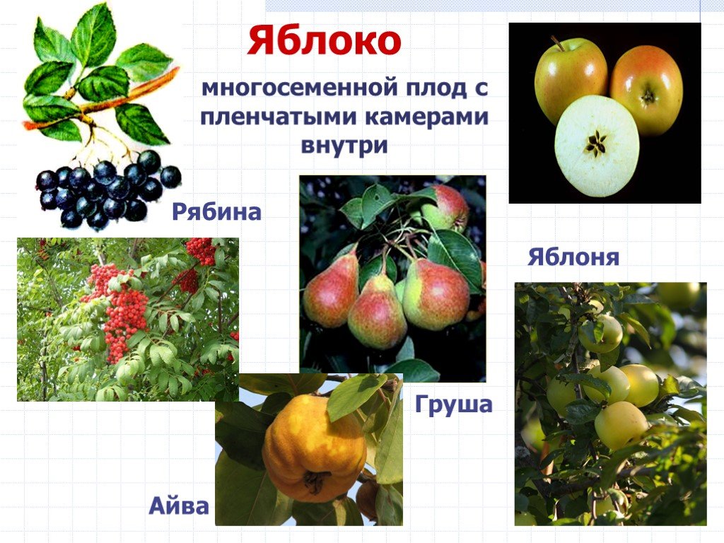 Какой из перечисленных плодов является многосеменным. Плод яблоко. Многосемянные плоды груша. Рябина плод яблоко. Плод рябины многосемянной плод.