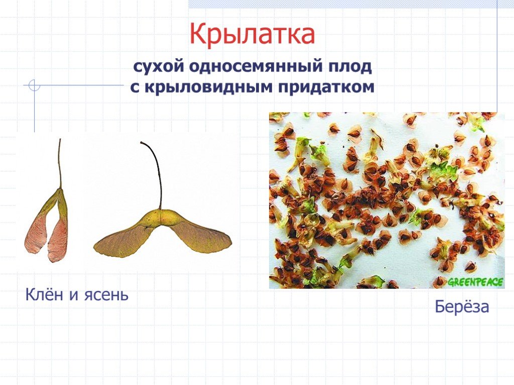 Плоды клена схема