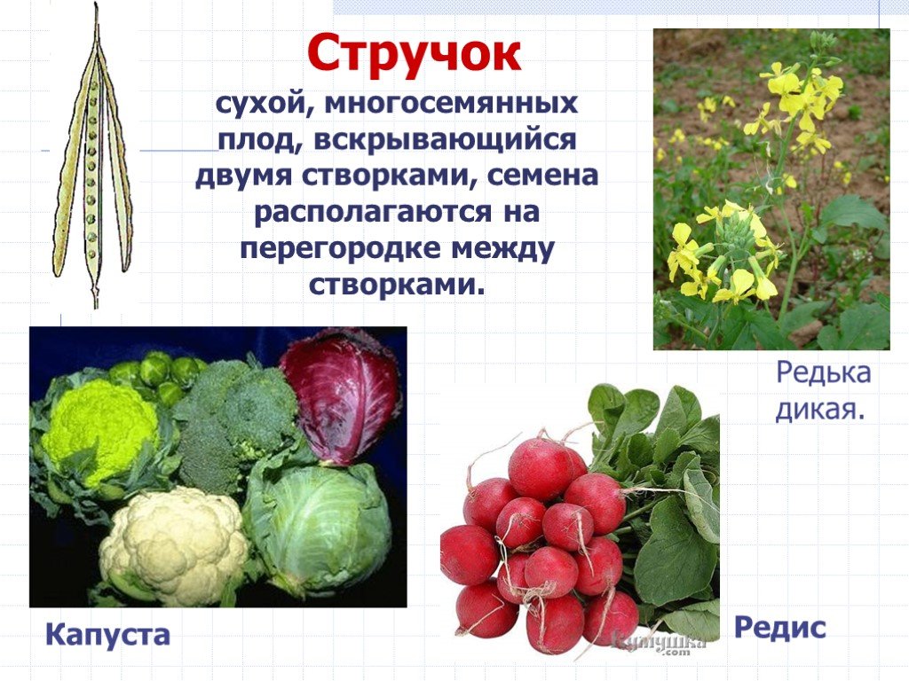 Плод капусты называется. Редька Дикая плод стручок. Капустные плод стручок. Плод стручок капуста плод. Семена дикой редьки в стручках.