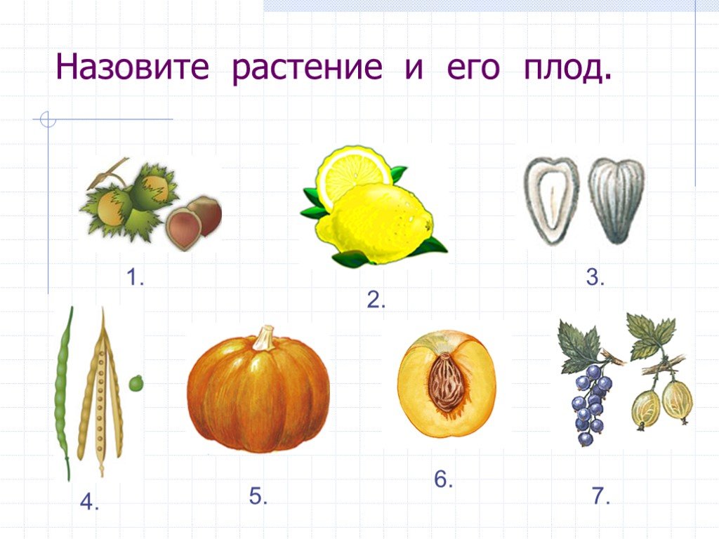Что называют плодом. Плоды 6 класс биология задания. Плоды растений. Плоды и семена задания. Плоды растений задания.