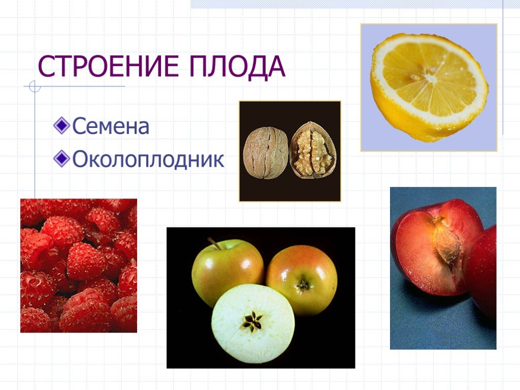 Строение плода околоплодник. Строение плода. Строение плодов. Плод это 5 класс.