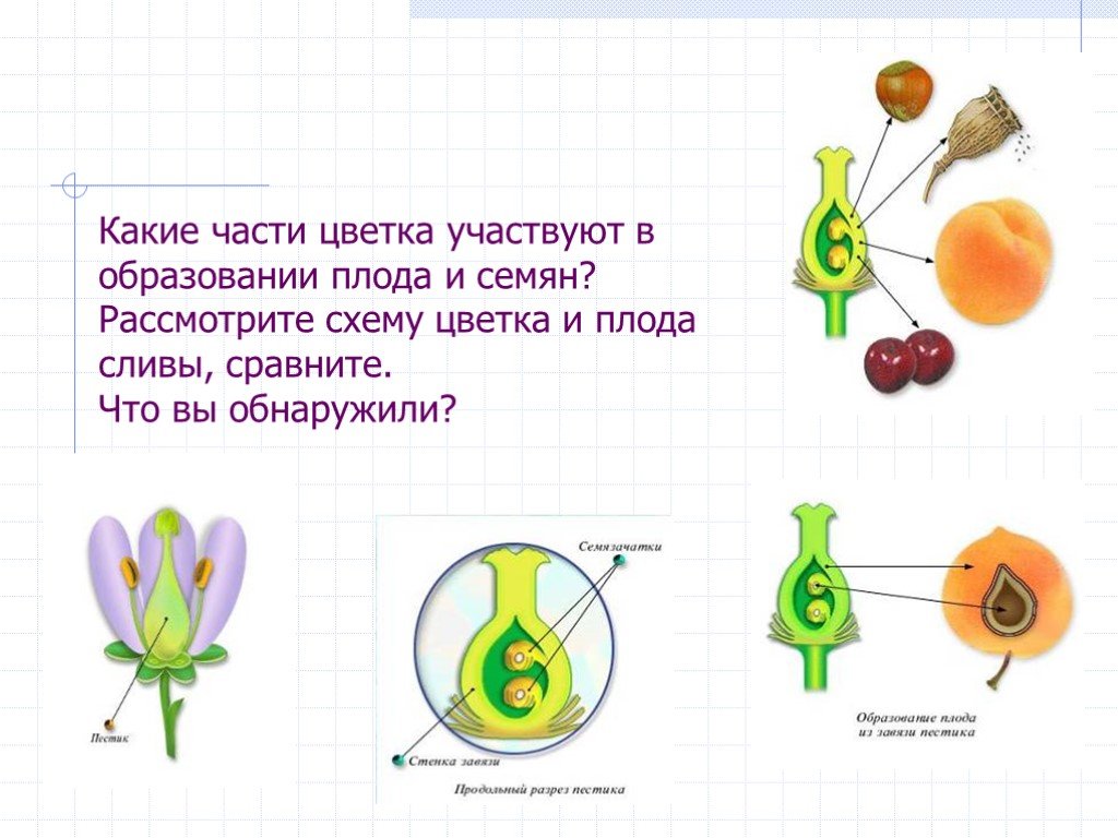 Плод образуется из. Какие части цветка принимают участие в образовании плода. Схема как образуется плод. Образование плодов и семян схема. Образование семени и плода растения.