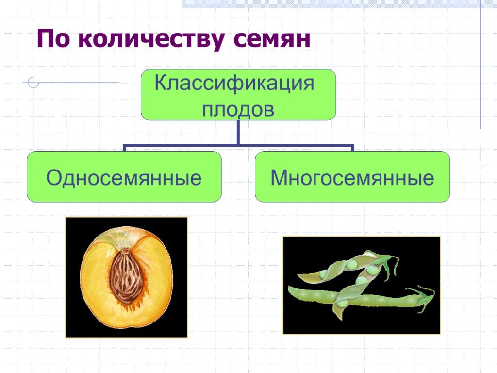 Презентация по теме плоды 6 класс пасечник