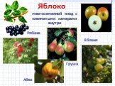 Яблоко. многосеменной плод с пленчатыми камерами внутри. Яблоня Груша Рябина Айва