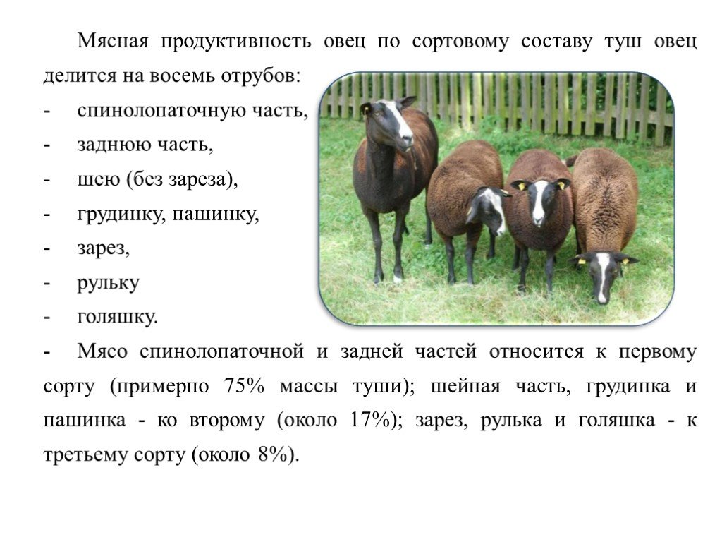 Мясная продуктивность. Мясная продуктивность овец. Мясная и молочная продуктивность овец. Мясная продуктивность овец по сортовому составу туш овец делится на. Виды продуктивности овец.