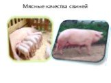 Мясные качества свиней