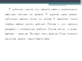 У суточных цыплят пух черного цвета с имеющимися светлыми пятнами на животе. У курочек часто можно наблюдать светлое пятно на голове У взрослой птицы породы амрокс костяк крепкий. Голова у них средних размеров с листовидным гребнем. Ушные мочки, а также сережки - красные. Лицевая часть красная. Глаз