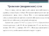 Уральские (шадринские) гуси. Одна из старых местных пород гусей, хорошо приспособившихся к суровому климату Урала и Сиби­ри. По окраске оперения различают три разновидности: серые, пегие и белые. Ноги и клюв ярко-оранжевого цвета, туловище довольно ко­роткое; на животе небольшая складка; голова срав