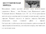 БЕСТУЖЕВСКАЯ ПОРОДА. Бестужевская порода крупного рогатого скота молочно-мясного направления. Родина - село Репьевка (ныне Новоспасский район Ульяновской области). Выведена в кон. 18 - нач. 19 вв. скрещиванием местного скота с шортгорнской, голландской, симментальской и другими породами. Название по