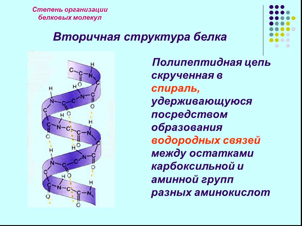 В организации белковых. Альфа спираль вторичной структуры белка. Альфа спираль вторичной структуры. Вторичная структура белковых молекул. Вторичная структура молекулы белка.
