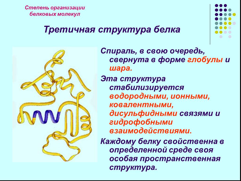 В организации белковых. Дисульфидные связи структура белка. Третичная структура белков. Третичная структура белка дисульфидные связи. Третичная структура белка форма молекулы.