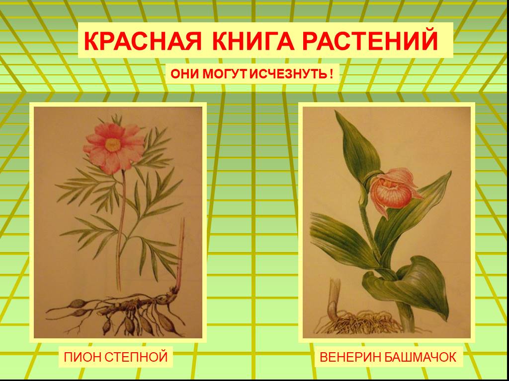 Растения красной книги россии рисунки