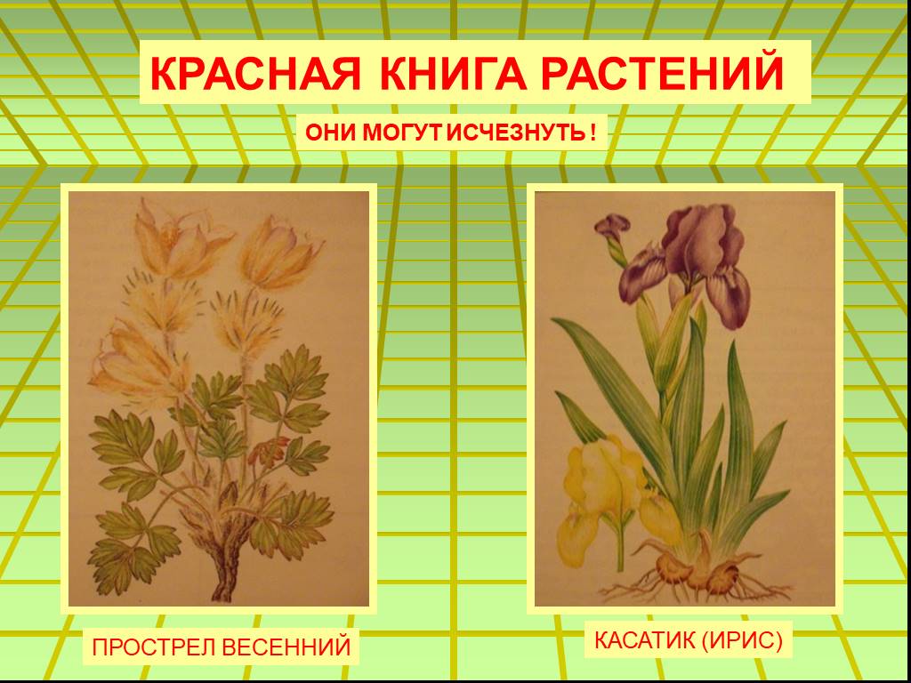 Нарисовать растение из красной книги 1 класс