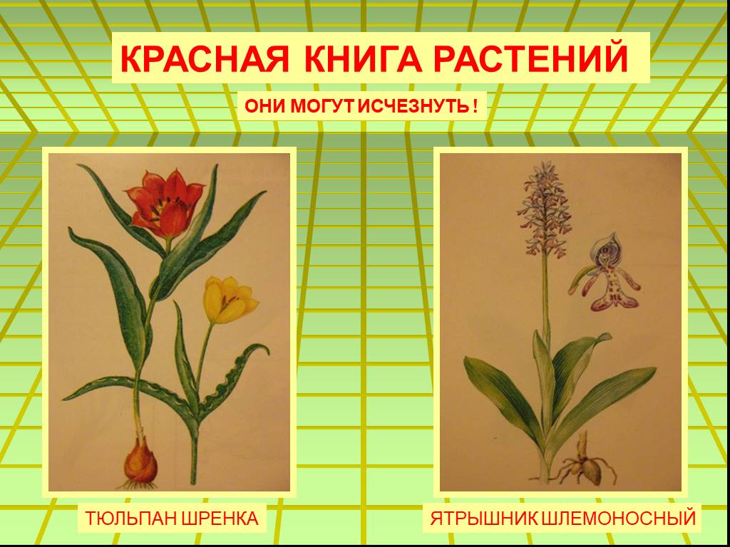 Включи растения красной книги. Растения из красной книги. Растения красной книги рисунки. Красная книга России растения рисунки. Растения занесенные в красную книгу рисунки.