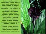 1 место: Орхидеи - самые многочисленные в мире. Более 25 тысяч видов, большинство из которых растет на деревьях, используя их как опору. Оно неприхотливо, а при цветении не вызывает аллергии. Рассказывали, что Патриция Аркетт, будучи невестой известного актера Николаса Кейджа, потребовала к свадьбе 