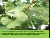 8 место: Самое древнее ныне растущее дерево – это гинко, произрастающий в китайской провинции Чжэцзян. Этот вид возник еще в юрский период, около 160 млн лет назад. В Японии гинко называется «Серебряным абрикосом».