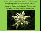 5 место: Самое романтическое растение – Эдельвейс. На самом деле речь идет не об одном цветке, а группе нескольких крошечных цветочков, собранных вместе. Эдельвейсы очень хорошо защищены от холода, могут произрастать не только на скалах, но и в долинах.