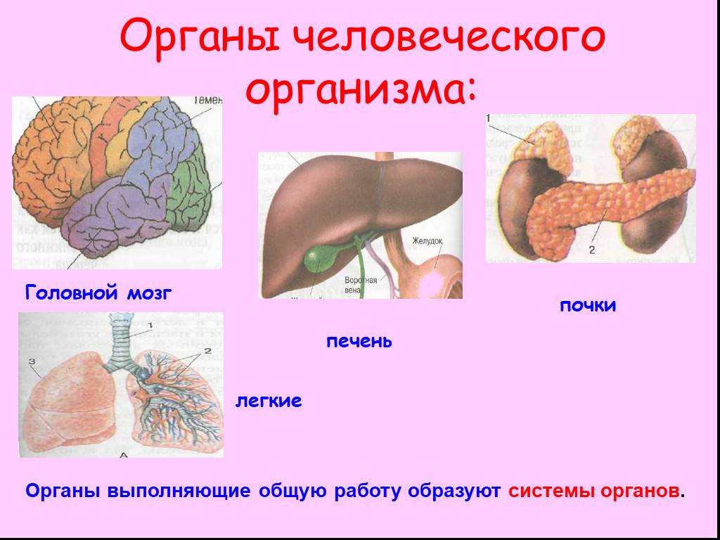 Головной мозг печень кровь. Организм. Организм человека. Презентация на тему органы человека. Организм человека презентация.