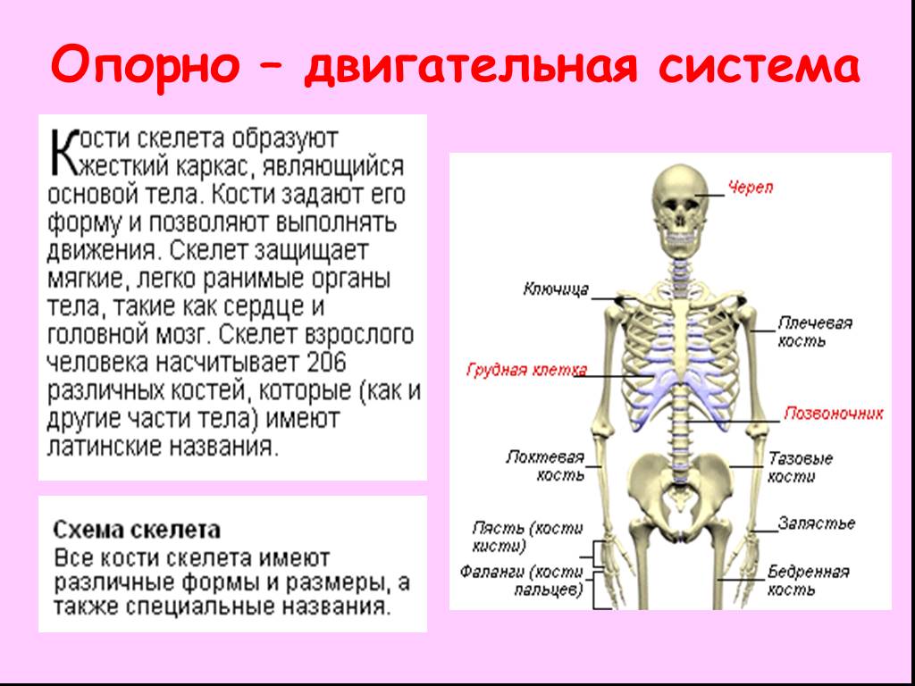 Двигательная структура. Скелет человека опорно двигательная система. Информация о скелете человека. Доклад на тему организм человека. Организм человека презентация.