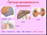 Органы человеческого организма: почки печень Головной мозг легкие. Органы выполняющие общую работу образуют системы органов.
