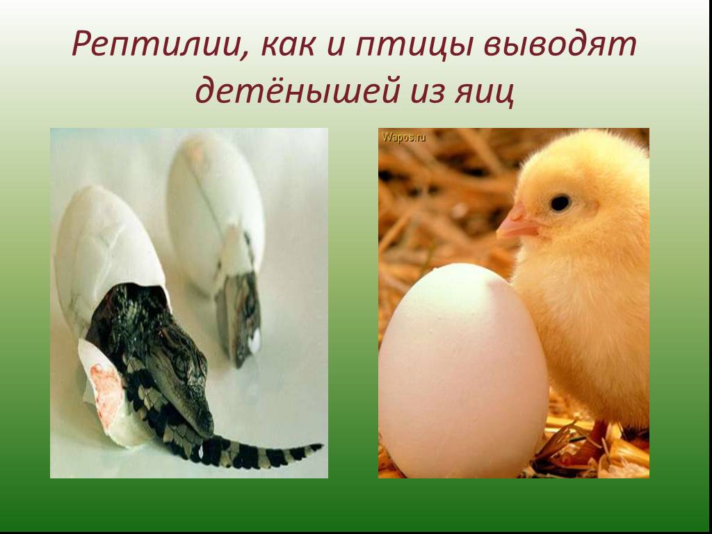Особенности яйца пресмыкающихся. Яйца птиц и рептилий. Животные которые откладывают яйца. Размножение птиц. Яйцо птицы пресмыкающиеся.