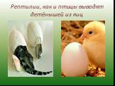 Рептилии, как и птицы выводят детёнышей из яиц