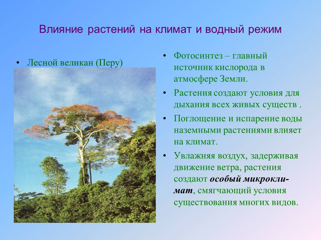 Леса смягчая климат сохраняют влагу. Влияние растений на климат. Влияние климата на растительность. Влияние леса на климат. Влияние растений на растения.