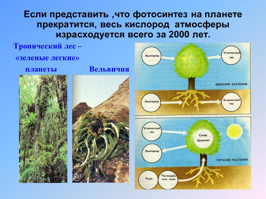 Как живые организмы взаимодействуют с атмосферой. Влияние растений на климат. Растения лёгкие планеты. Влияние живых организмов на растения. Растения легкие нашей планеты.