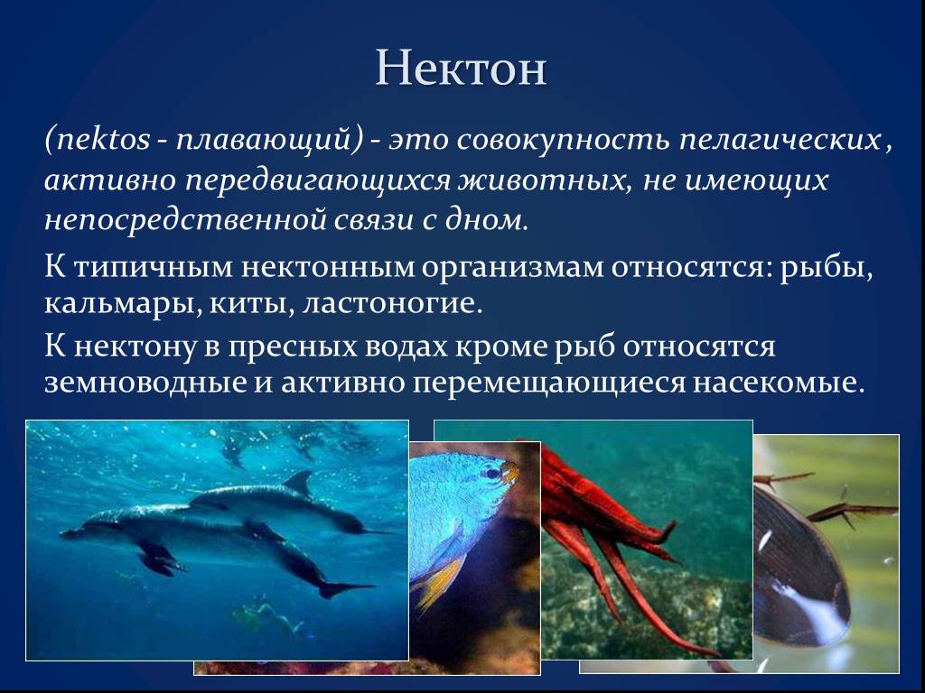 Активное передвижение не является характерной. Нектон Гидробиология. Планктон Нектон бентос. Экологические группы гидробионтов Нектон. Нектон это в биологии.