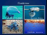 Плейстон Моллюск Янтина. Саргассовы водоросли. Моллюск Глаукус
