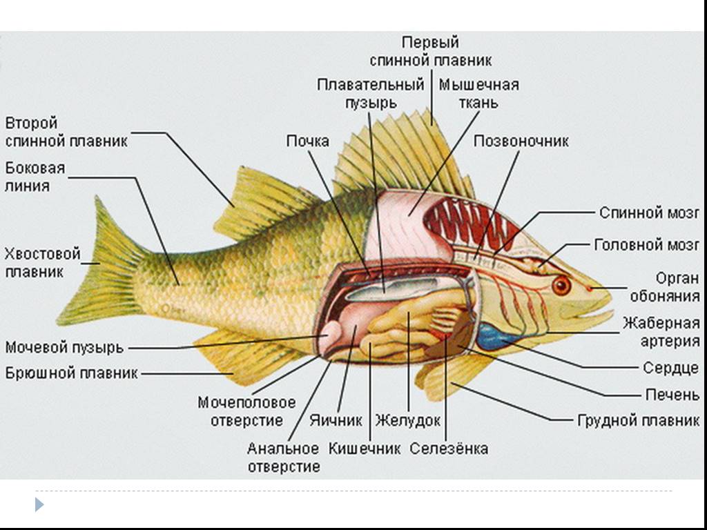 Орган боковой рыб. Внутреннее строение сазана. Костные рыбы строение. Внешнее строение костных рыб. Строение окуня внутри.