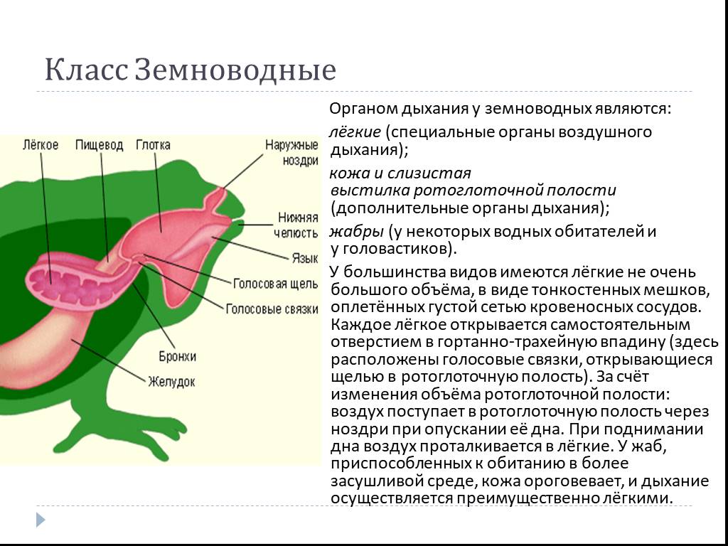 Легочное дыхание у земноводных осуществляется благодаря