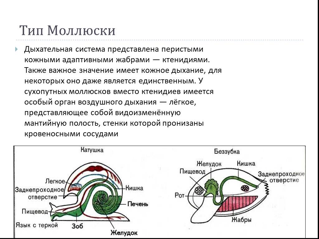 Дыхание наземных