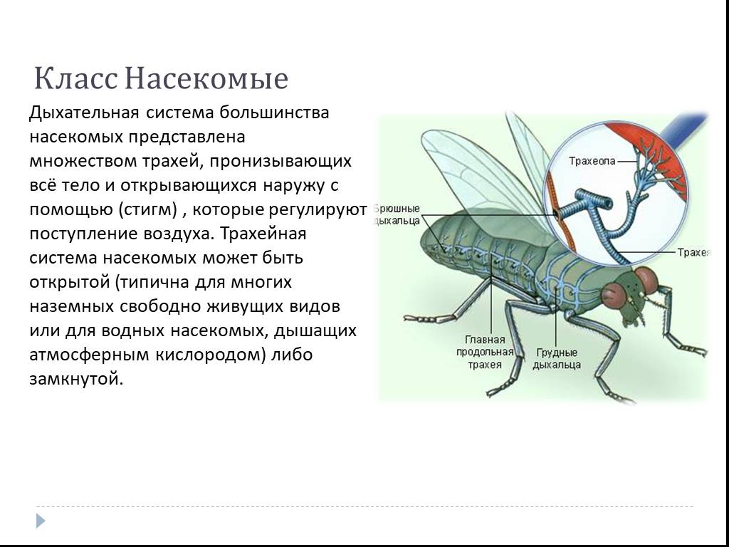 Дыхательная система насекомых рисунок