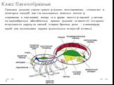 Класс Паукообразные. Органами дыхания служат трахеи (у фаланг, лжескорпионов, сенокосцев и некоторых клещей) или так называемые легочные мешки (у скорпионов и жгутоногих), иногда те и другие вместе (у пауков); у низших же паукообразных обособленных органов дыхания не имеется; эти органы открываются 