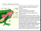 Класс Земноводные. Органом дыхания у земноводных являются: лёгкие (специальные органы воздушного дыхания); кожа и слизистая выстилка ротоглоточной полости (дополнительные органы дыхания); жабры (у некоторых водных обитателей и у головастиков). У большинства видов имеются лёгкие не очень большого объ