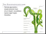 Тип Кишечнополостные. Органы дыхания у кишечнополостных отсутствуют, газообмен происходит через покровы.