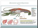 Тип членистоногие. Класс Ракообразные. Ракообразные для дыхания используют жабры, расположенные по бокам тела или на конечностях. Иногда для газообмена используется кожное дыхание. У многих низших ракообразных, имеющих малые размеры, специальные органы дыхания отсутствуют, и газообмен осуществляется