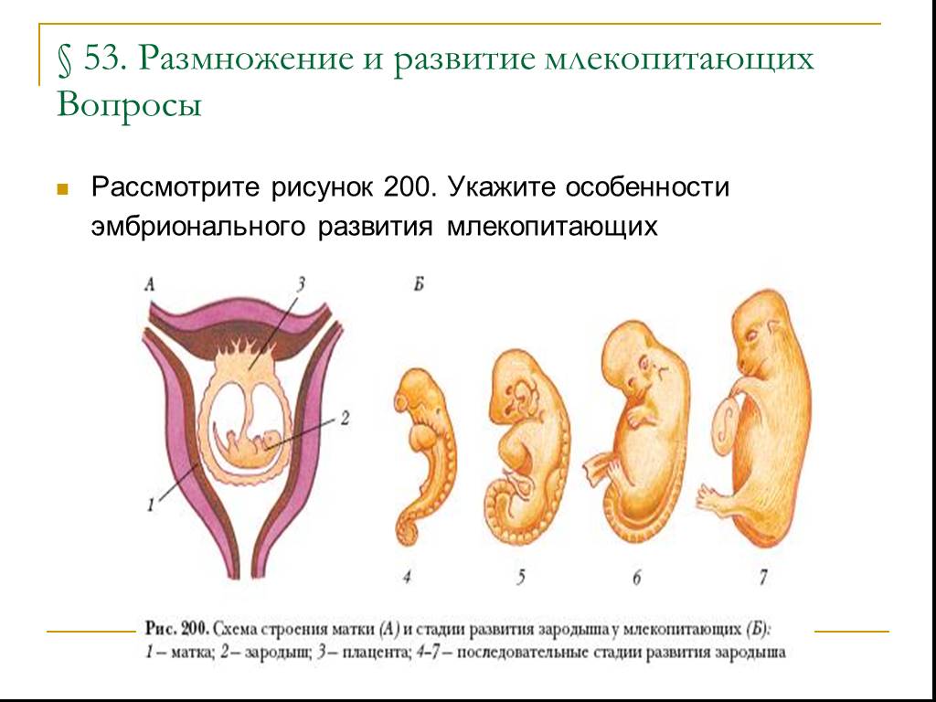 Докажите преимущества размножения млекопитающих по сравнению. Схема развития зародыша млекопитающих. Схема строения матки млекопитающих. Стадии развития эмбриона млекопитающих. Таблица строение млекопитающих размножение и развитие.