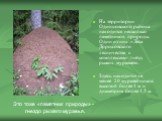 На территории Одинцовского района находится несколько памятников природы. Один из них: «Леса Дороховского лесничества с комплексами гнёзд рыжих муравьёв». Здесь находится не менее 20 муравейников высотой более 1 м и диаметром более 1,5 м. Это тоже «памятник природы» - гнездо рыжего муравья.