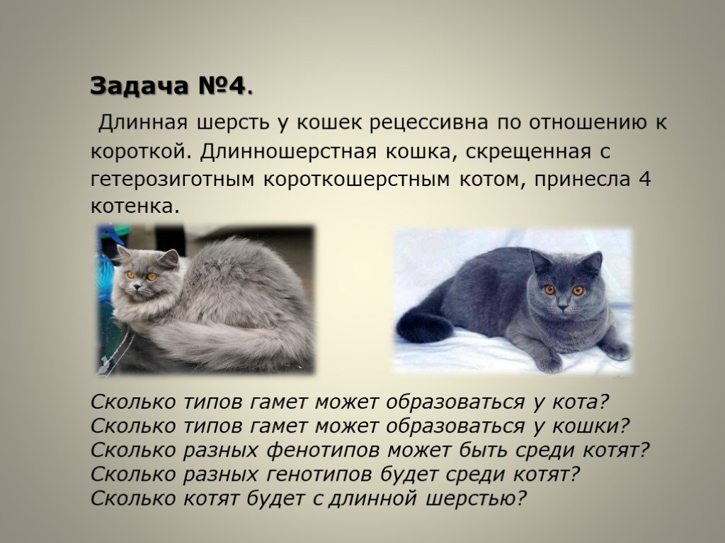 Ген короткой шерсти а у кошек. Сколько шерсти у кошки. У кошек длинная шерсть рецессивная по отношению к короткой. Виды длины шерсти котов.