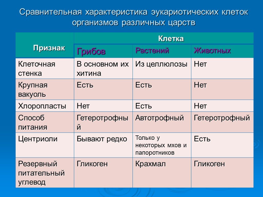 Презентация сравнение клеток