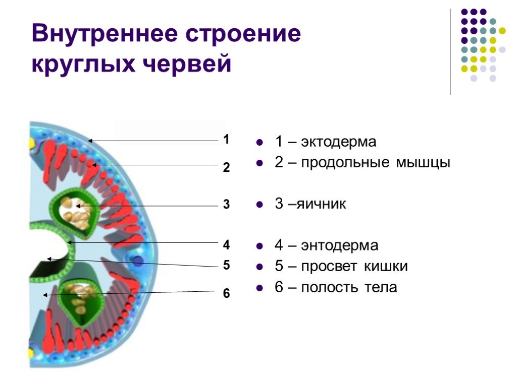 Строение круглых. Схема внутреннего строения круглых червей. Схема внутреннего строения круглого червя. Тип круглые черви строение. Внутреннее строение круглых червей.