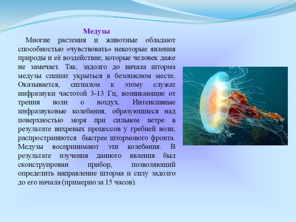 Способна ощущать. Медуза Бионика. Медуза способности. Наука изучающая медуз. Медузы примеры.