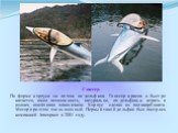 Глиссер. По форме корпуса он похож на дельфина. Глиссер красив и быстро катается, имея возможность, натурально, по-дельфиньи играть в волнах, помахивая плавничком. Корпус сделан из поликарбоната. Мотор при этом очень мощный. Первый такой дельфин был построен компанией Innespace в 2001 году.